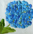 hydrangea painting