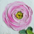 pink ranunculus  paintings