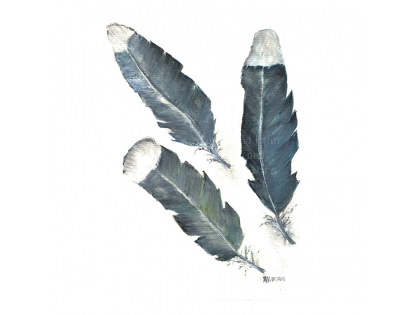 Three Feathers, Feather Study