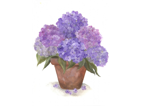 purple hydrangea watercolor