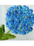 hydrangea painting