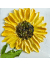 Sunflower Oil Impasto Painting