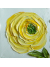 yellow ranunculus oil painting