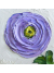 purple ranunculus painting