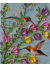 Anna Hummingbird Painting