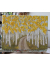 Aspen Birch, Colorado Birch Tree Painting