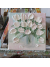 pastel tulip oil painting