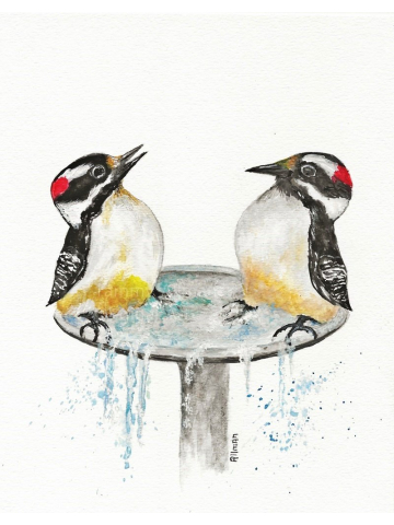 Baby Woodpecker Original Watercolor Print, " Bath Time"